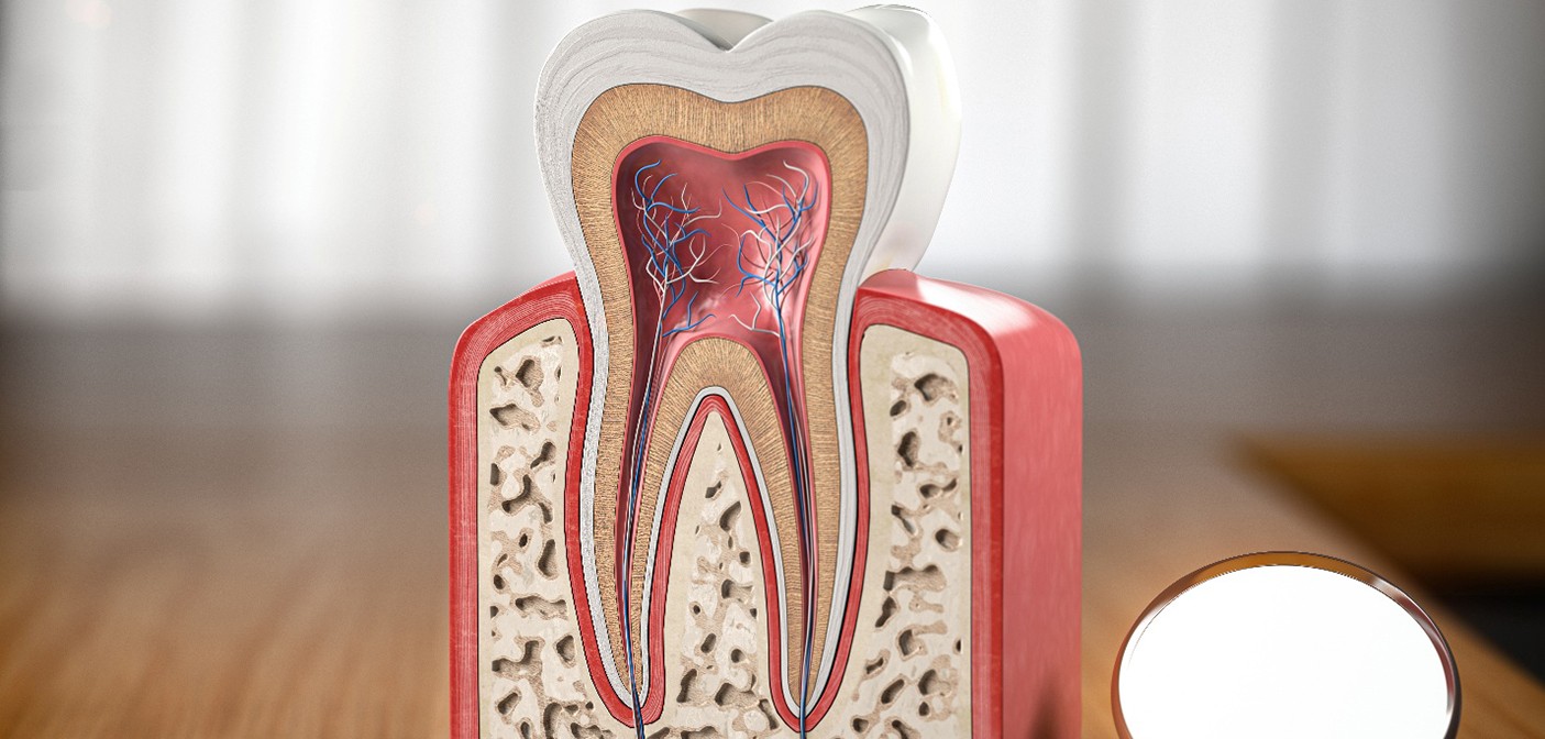 Cutaway model tooth on table next to dental mirror